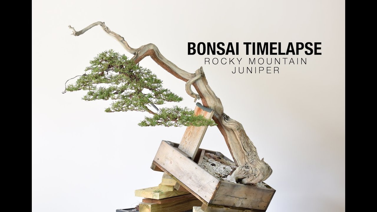 Bonsai Timelapse - Rocky Mountain Juniper