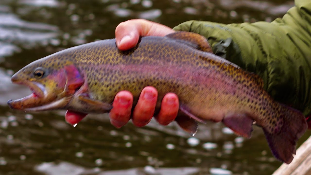 Coldwater Fisheries of Vermont’s Northeast Kingdom