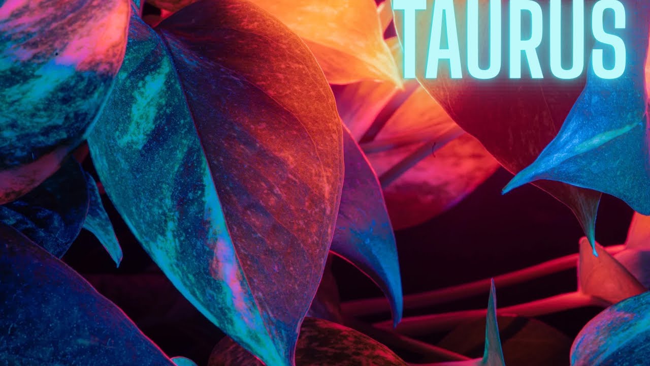 💡*“U SEEM TO BE THE PEFECT CATCH-SOMEONE WANTS TO PARTICIPATE IN THE TAURUS EXPERIENCE?”* 👀