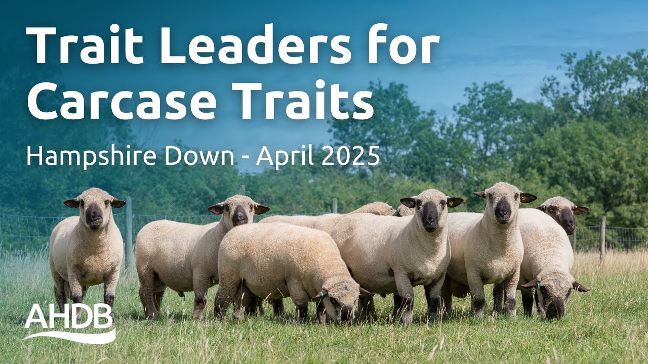 Trait Leaders for Carcase Traits – Hampshire Down April 2025 | Signet