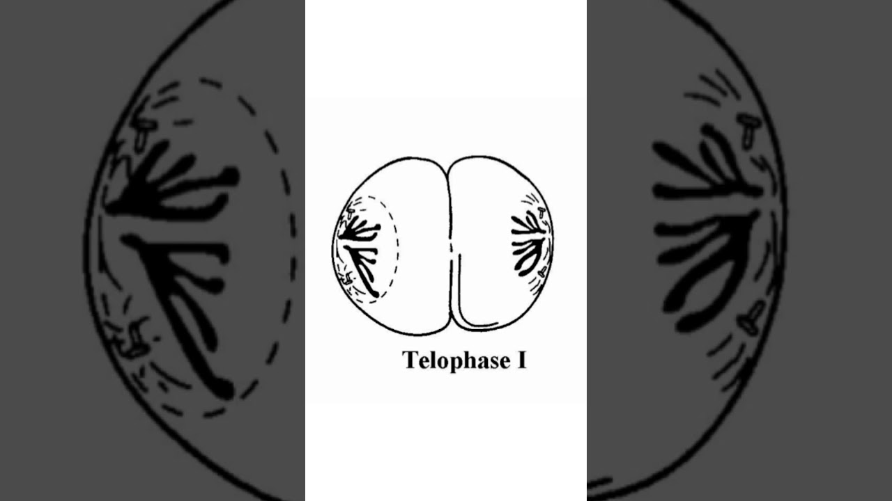 Zoology Practical in Odia,TeloPhase I ,CHSE, Science,Zoology ,Odia #Shorts #Odia #Zoology #Science