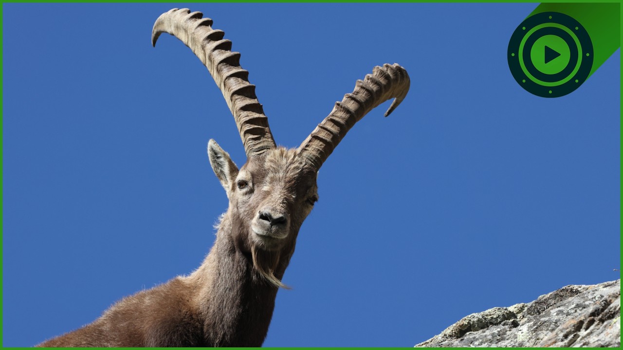 Ibex: The King of the Alps