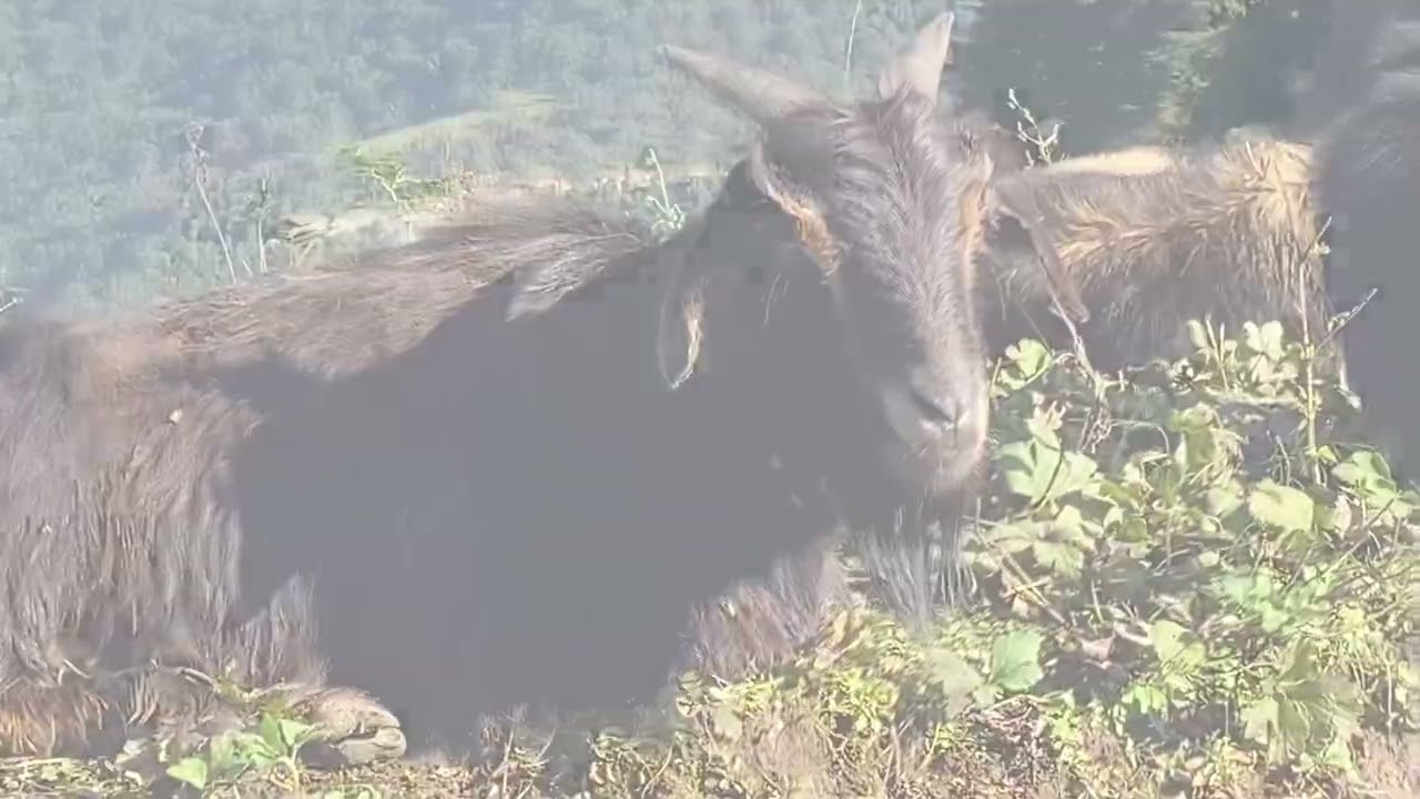 Best Himalayan traditional dally real village lifestyle 