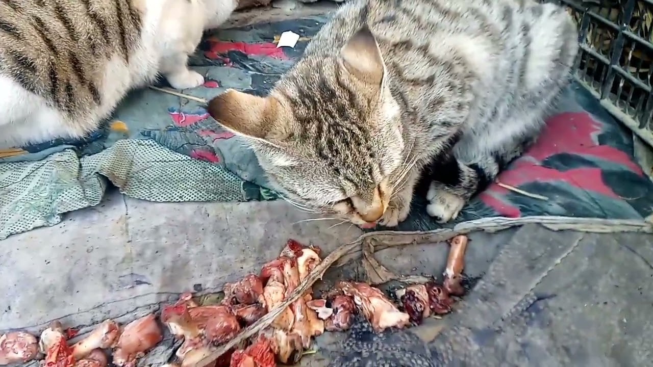 Not invited guests 😕😕
