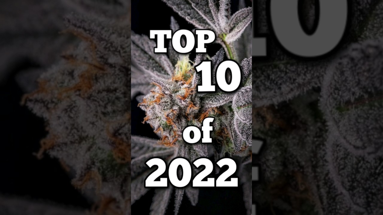 Top 10 Strongest 🌲 of 2022