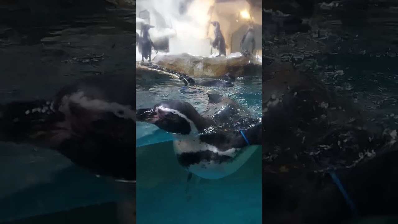 PENGUIN/Manila Ocean Park
