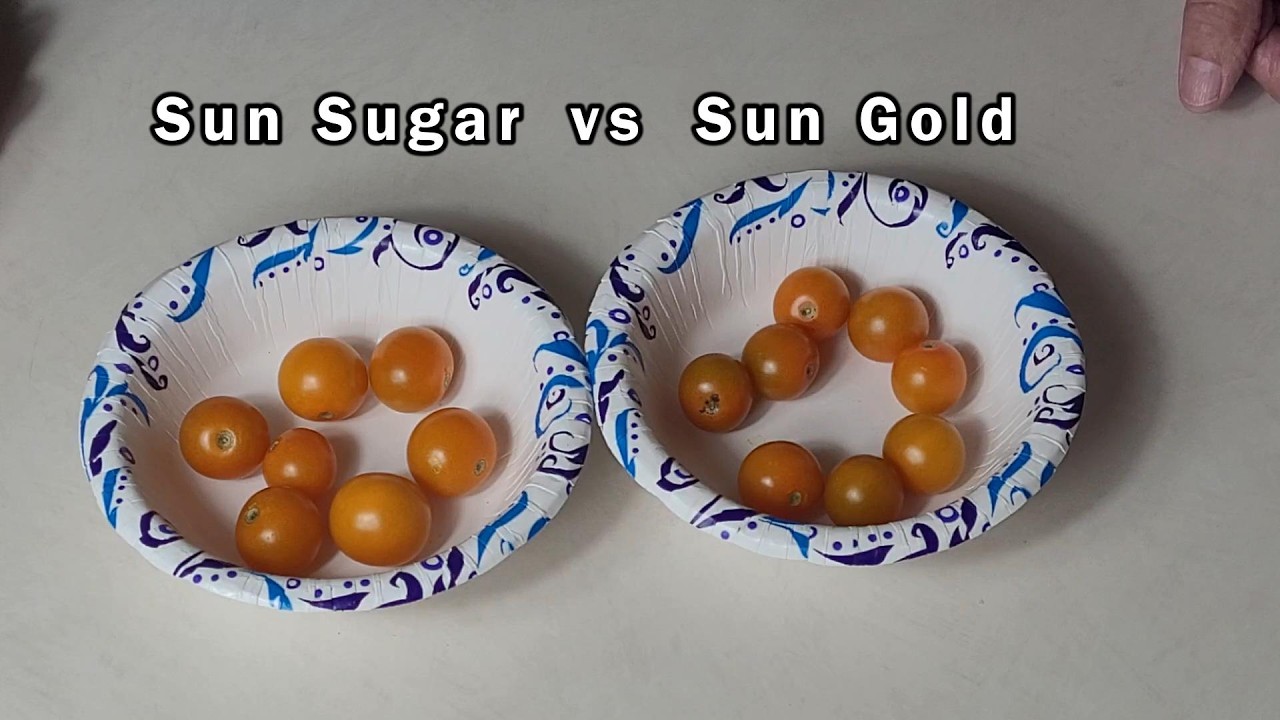 Sun Gold vs Sun Sugar - Which Tastes Better?