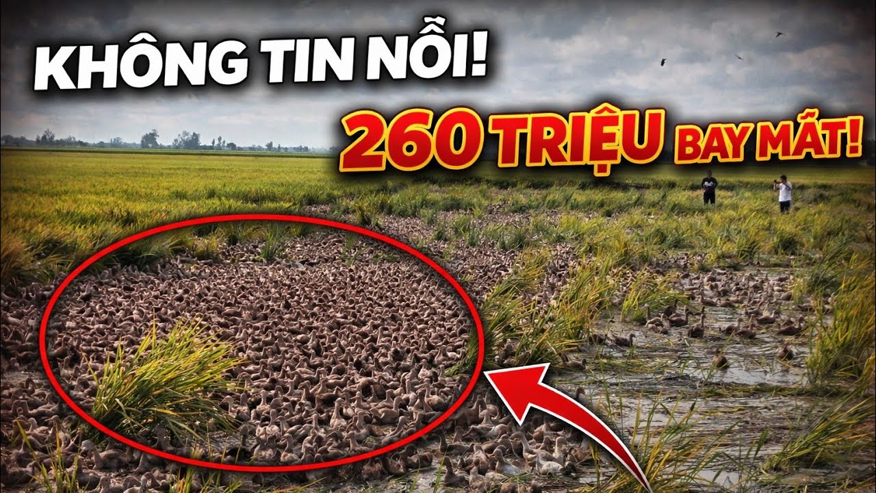 19 Ngàn Con Vịt Tơ Ăn Lúa Gây Thiệt Hại 360 Triệu – Nông Dân Mất Trắng Ruộng Lúa 2026