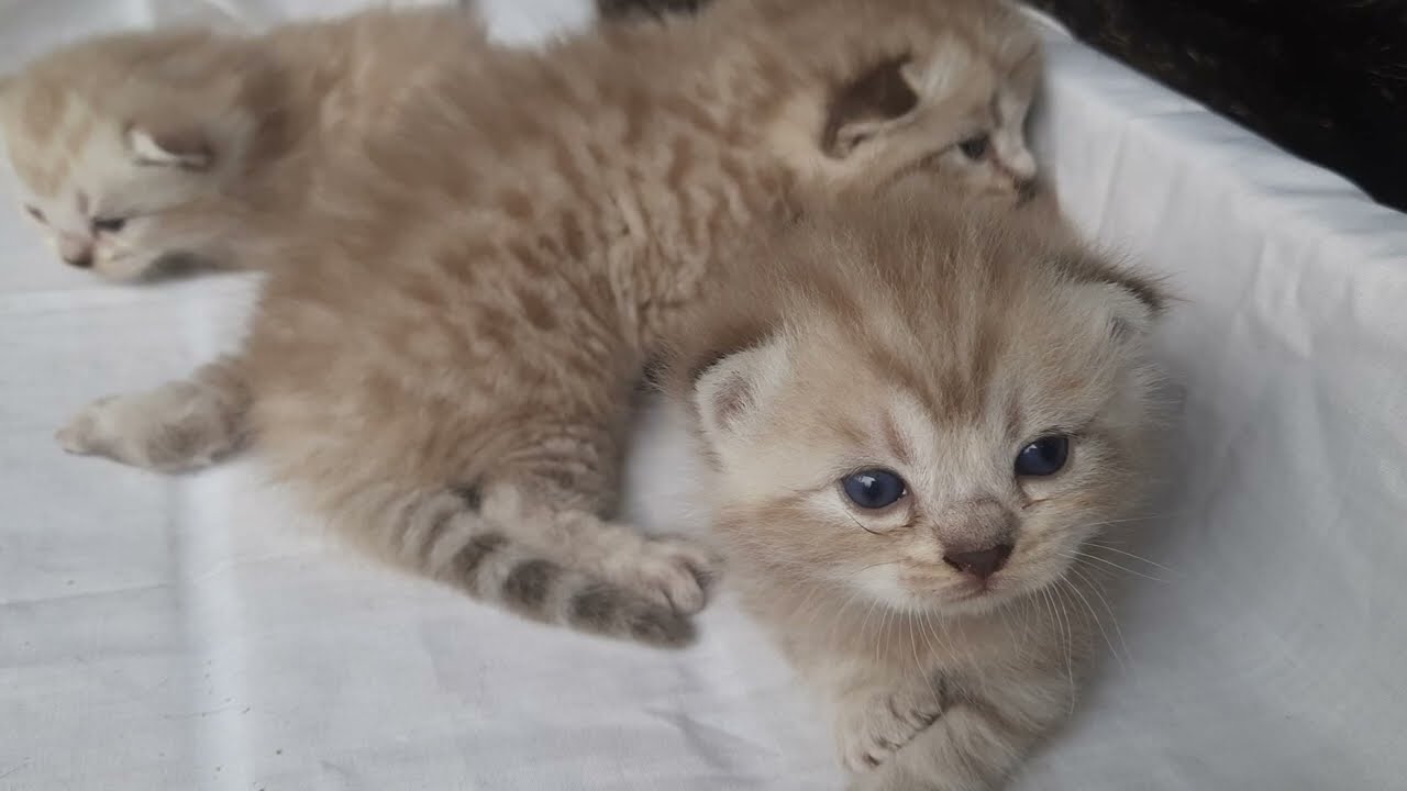  Bapak Ucil menemani adiknya yang masih Bayi