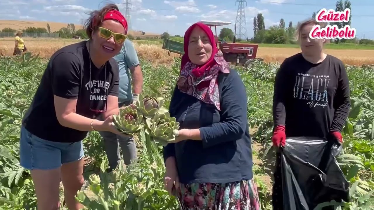 Güzel Gelibolu’da Şengül Abla’nın Enginar Bahçesi