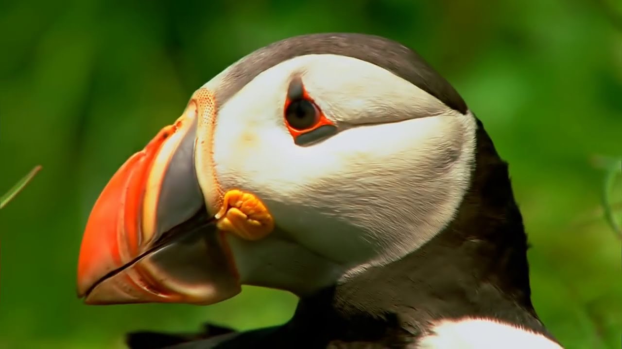 Animais Sagrados Espetaculares filmagens da Natureza Inspira&ccedil;&atilde;o - M&uacute;sica Instrumental