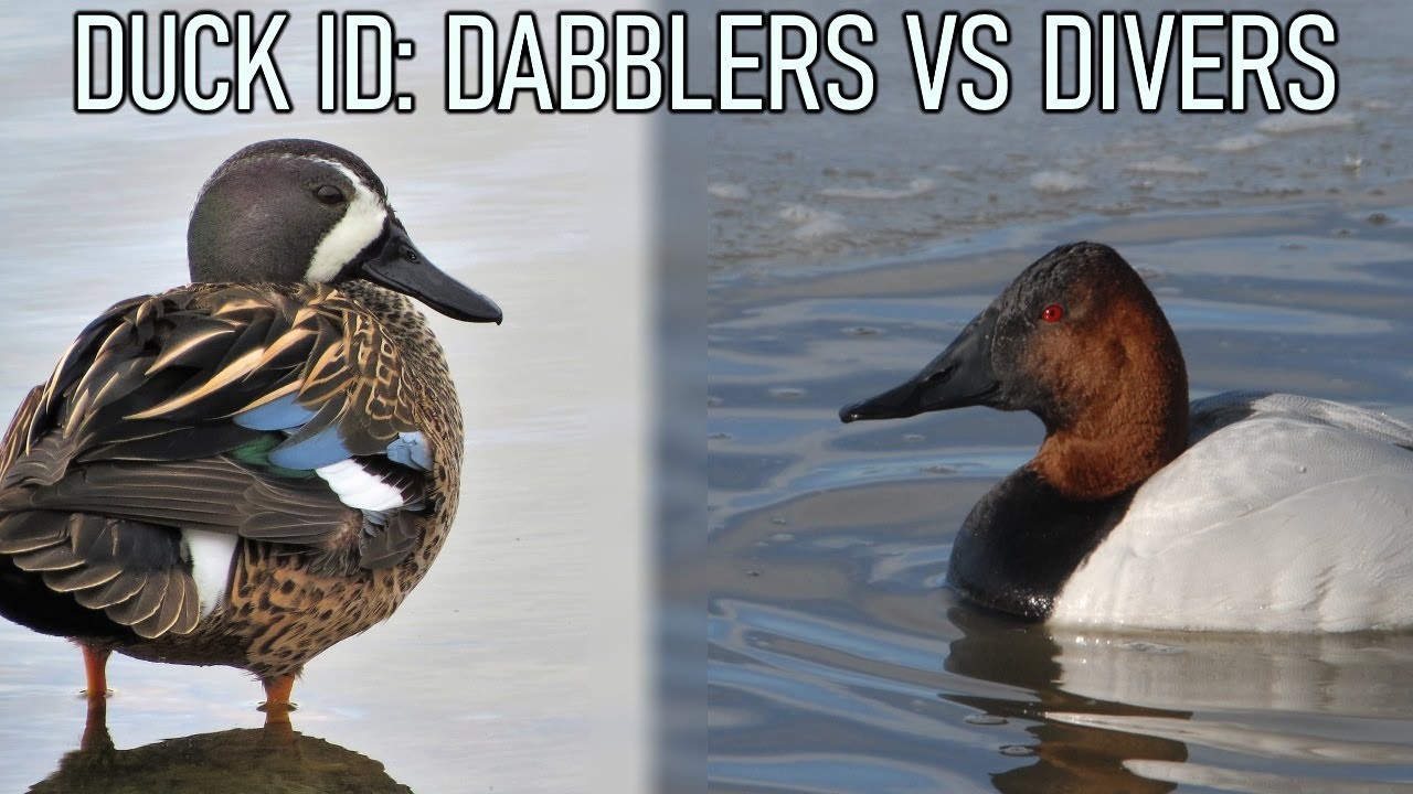 Duck Id: Dabblers vs Divers | Hunting Boot Camp
