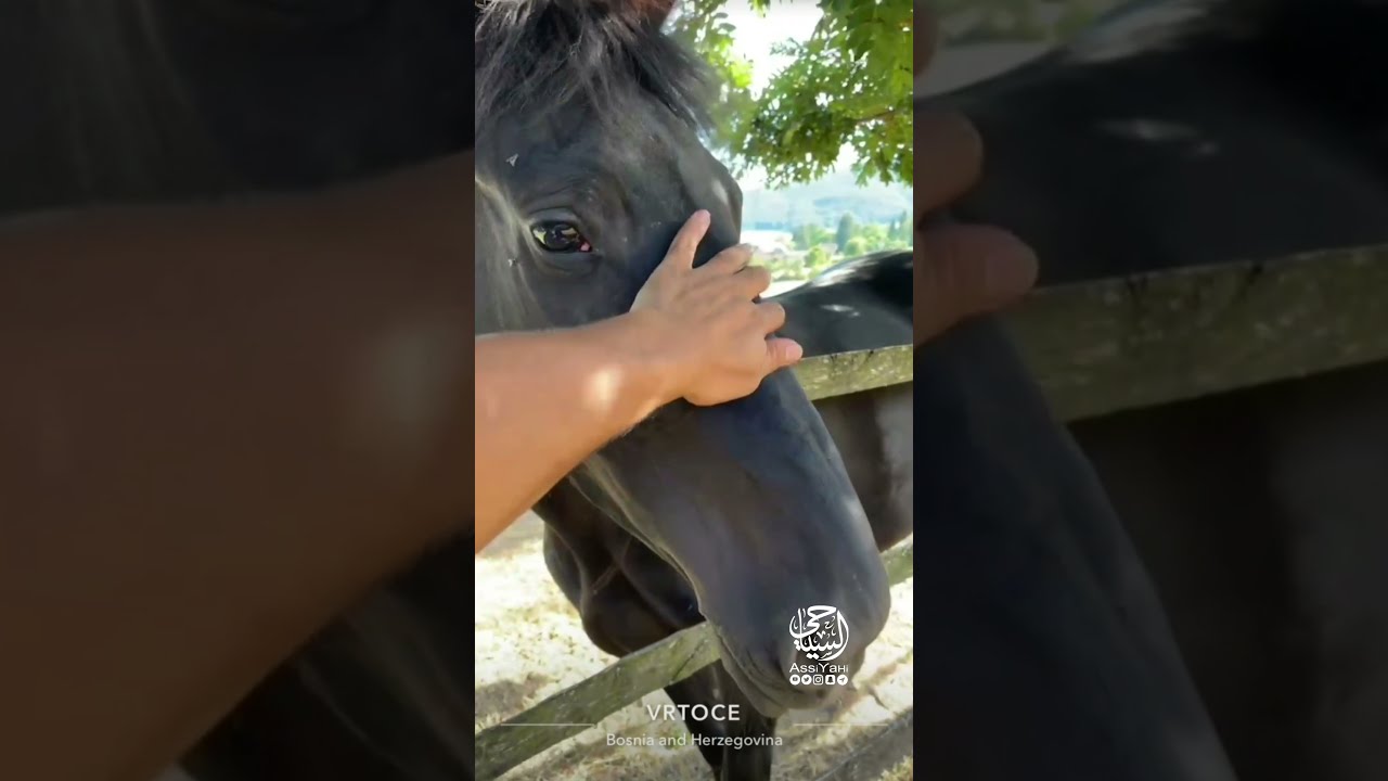 #البوسنة بدر العلي (11) من #سراييفو مرورا في ترافنيك ويايتسي الى شلالات شتريباتشكي بوك وسنتر #بيهاتش