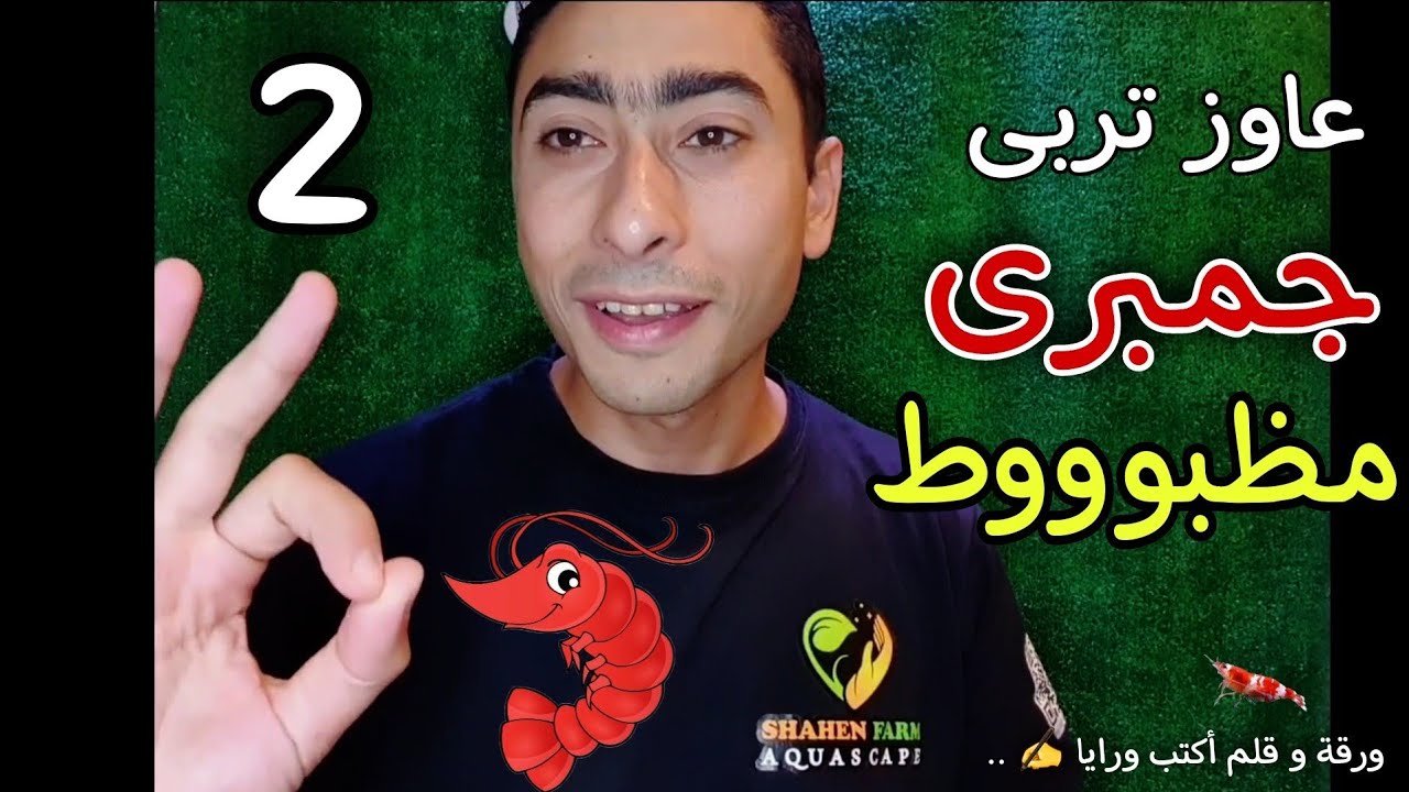 ازاى تربى شريمب صح الجزء الثانى