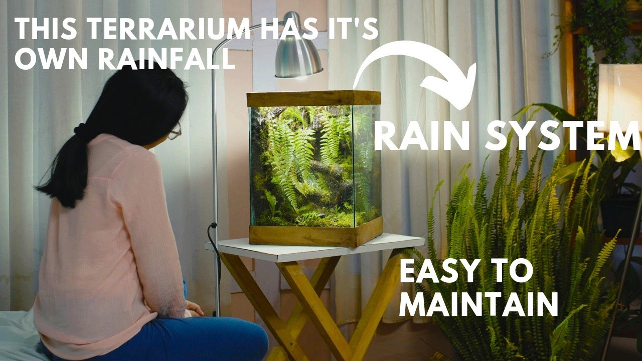 i made a forest style terrarium rain garden in a glass tank |  rainfall paludarium