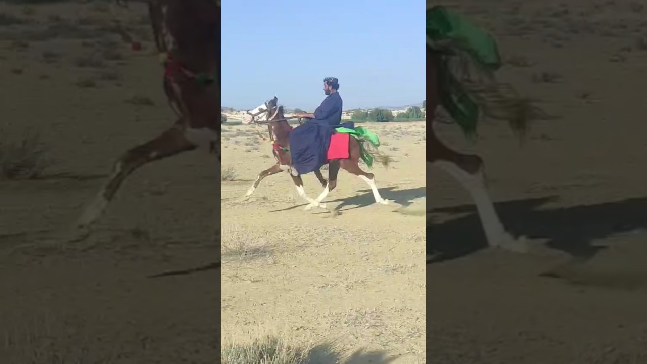 beauty queen new entry in pacer category #balochihorses #sindhihorses #singlefooter #pacer #pakistan
