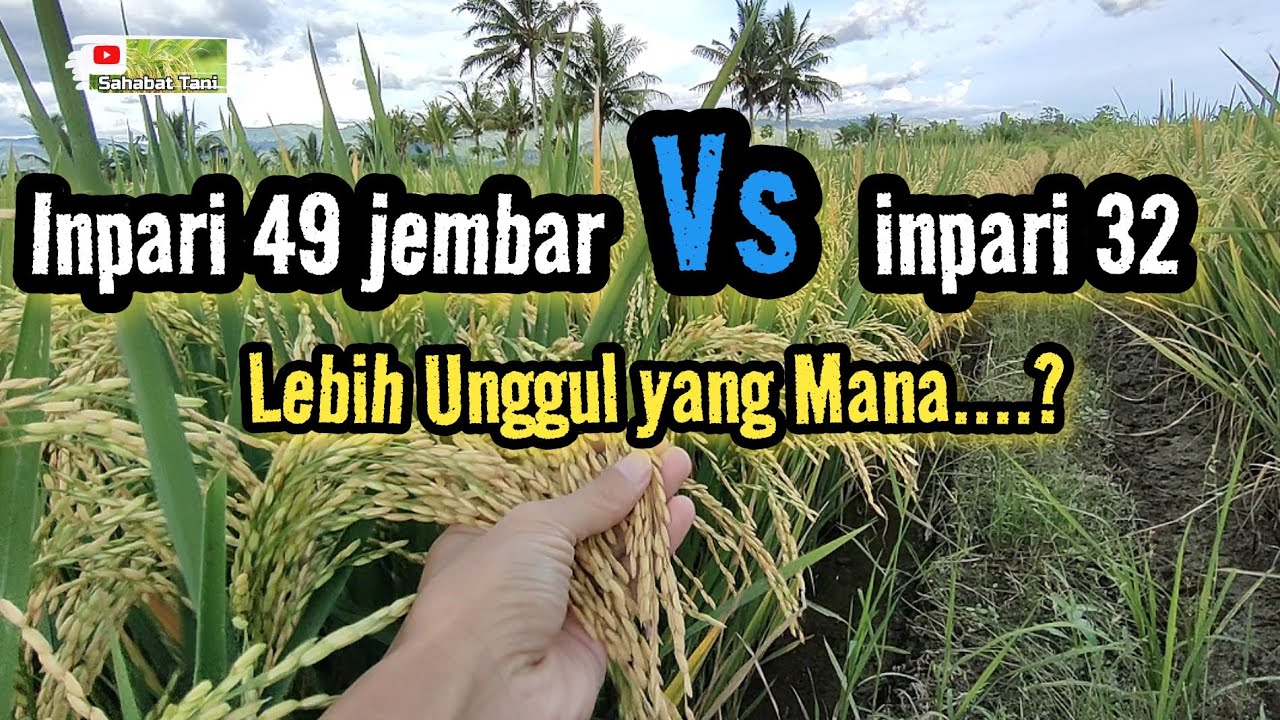 inpari 49 Jembar vs inpari 32
