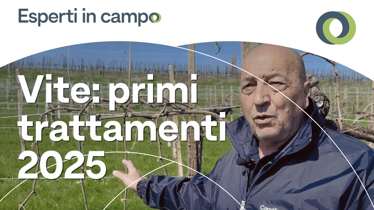 I trattamenti alla vite efficaci nel 2025