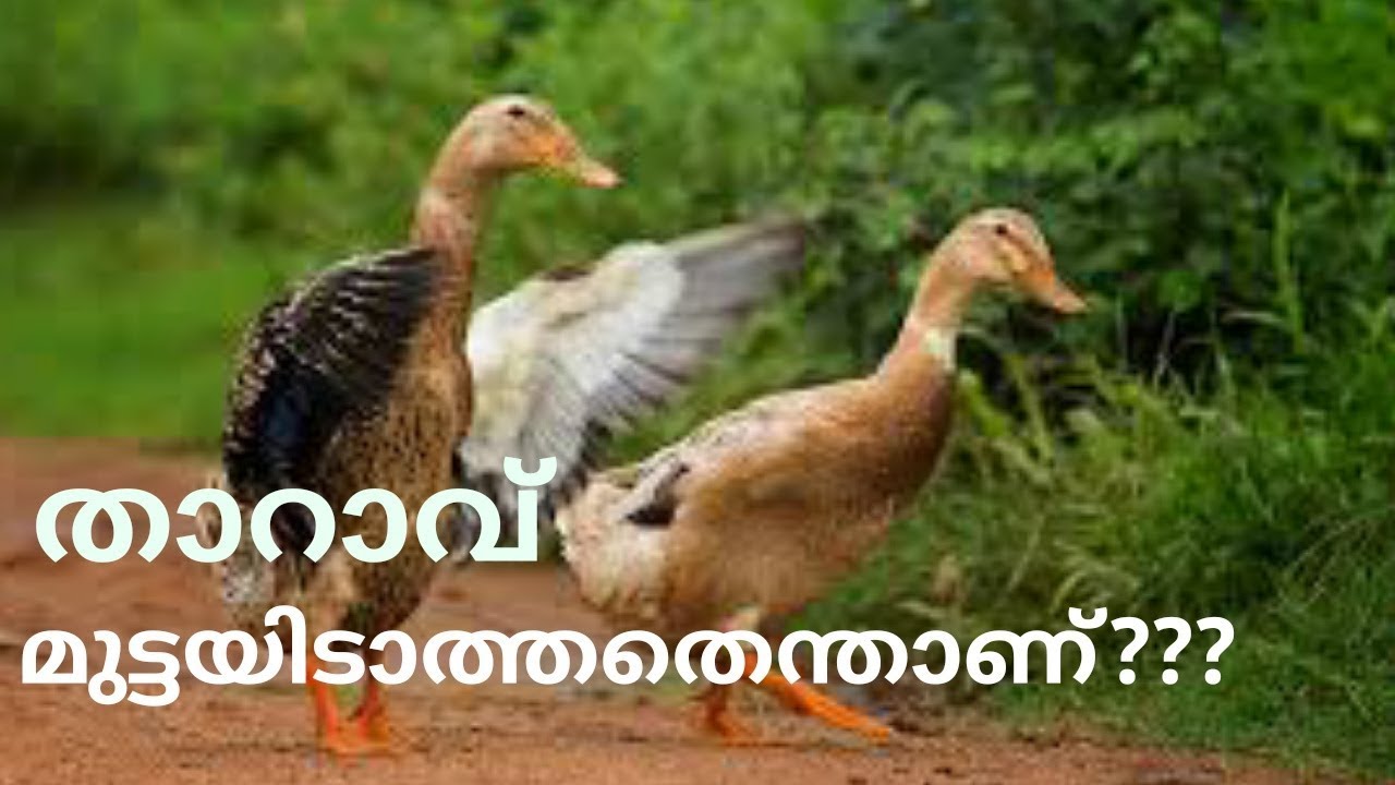 താറാവ് മുട്ടയിടാത്തതിന്റെ കാരണങ്ങൾ