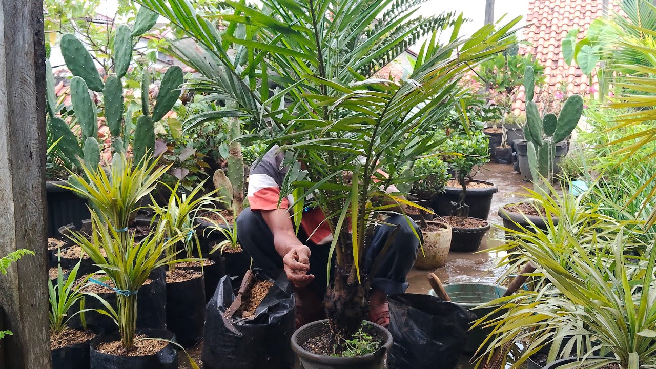 Taman Cikal Abadi sedang live sekarang! cara merawat bonsai salak
