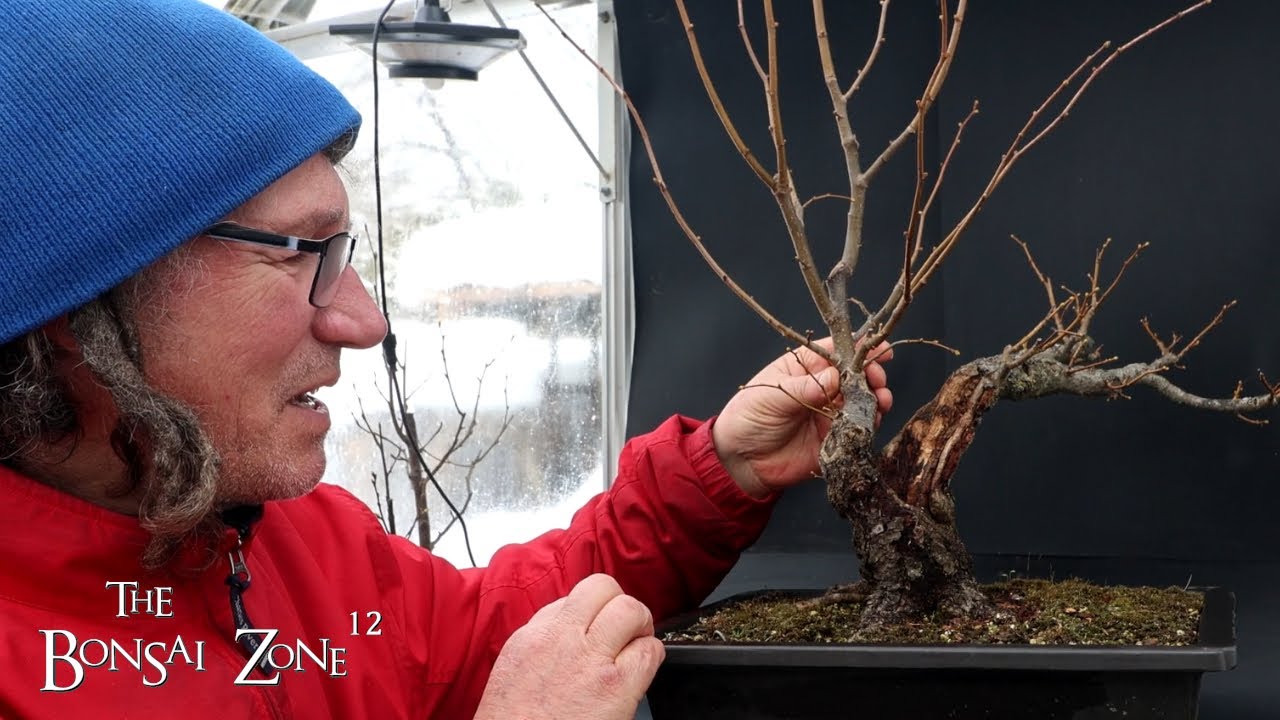 Pruning My Small Leaf Linden, The Bonsai Zone, Feb 2025