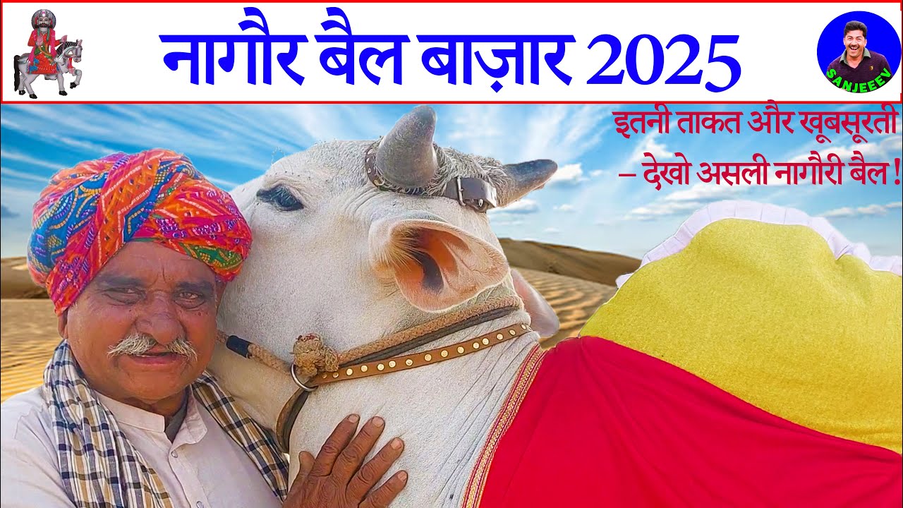 चंदा के असली नागौरी बैल! देखो इसकी  दमदार जबरदस्त कद-काठी! Nagaur Pashu Mela Market 2025 - Nagori Ox