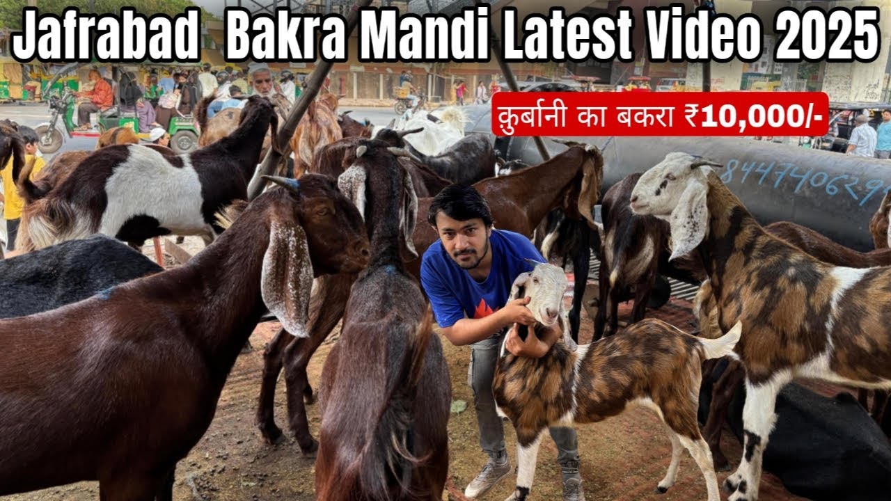 Jafrabad Bakra Mandi 2025 Latest Video | Bakra Mandi Jafrabad | Delhi Bakra Mandi
