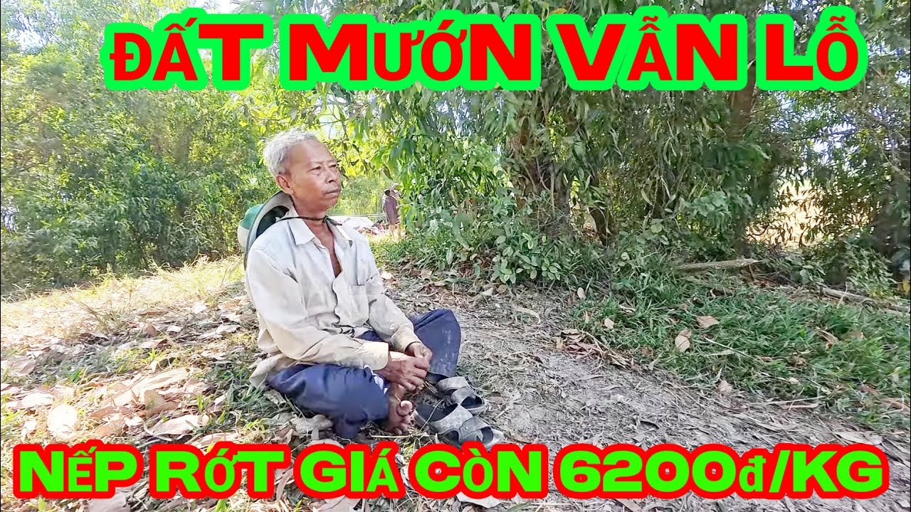 Nếp 3 tháng trong tết giá trên 7000đ/kg giờ thị trường còn 6200đ/kg , Đát mướn lỗ bình thường nha