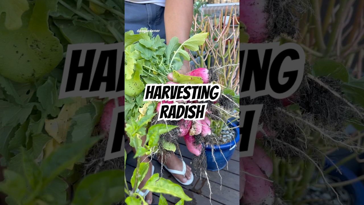 Harvesting French breakfast radish 
