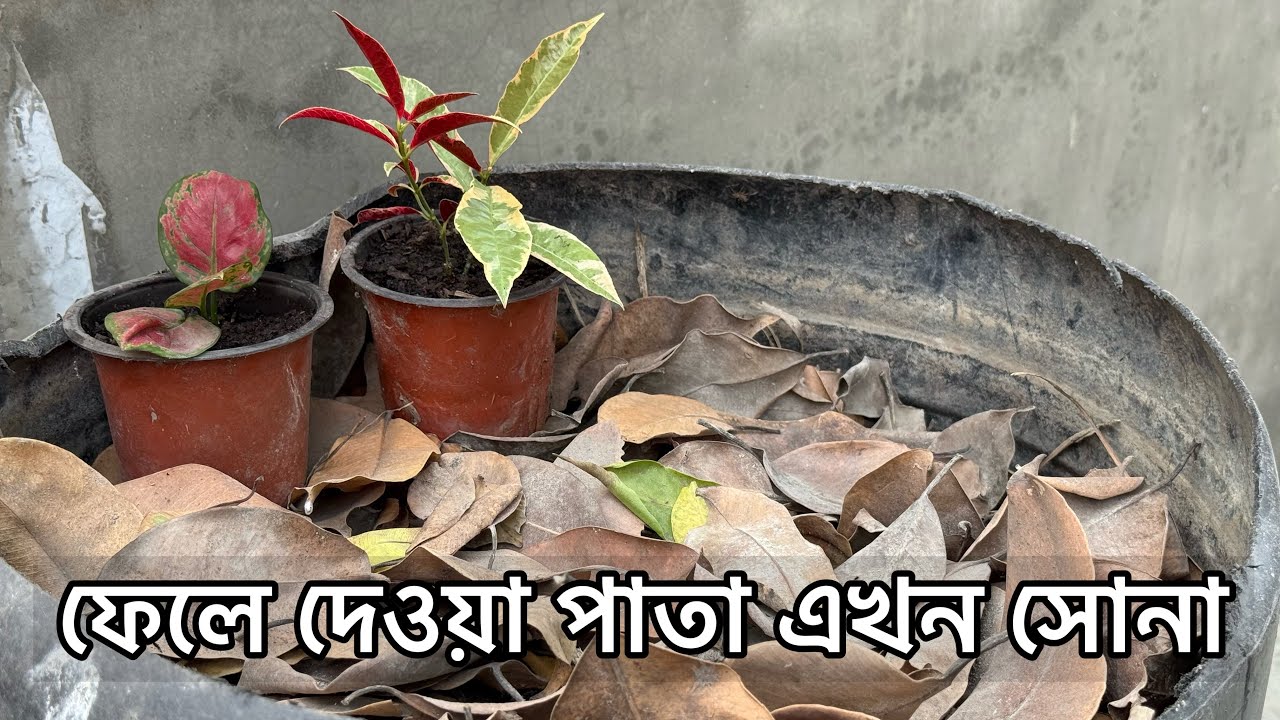 ফেলে দেওয়া পাতাই হবে বাগানের সেরা সার । Leaf Mold Compost Making | Organic Fertilizer | Gardening 