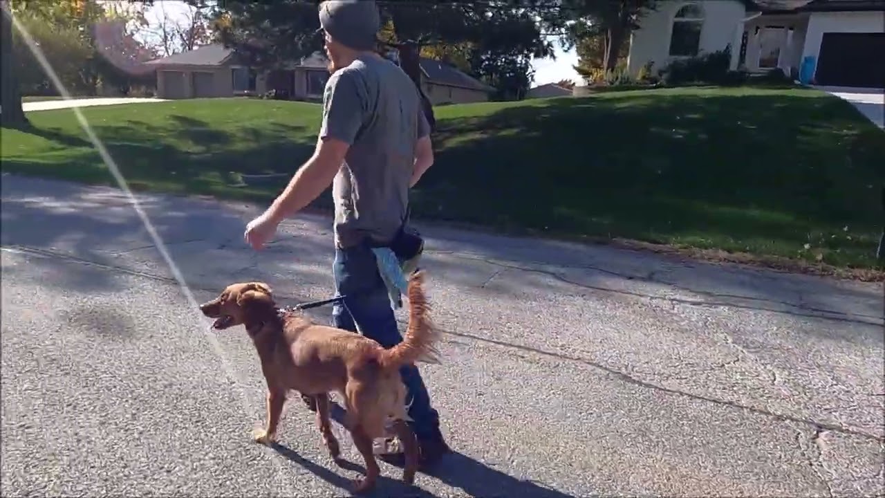 Fidelity K9 Lucy