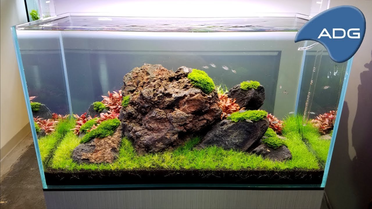 EPIC Planted Aquarium Showroom