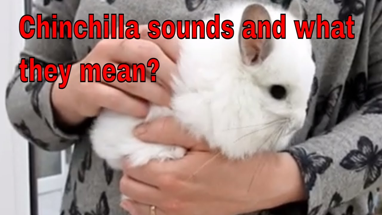 Chinchilla sounds and what they mean?