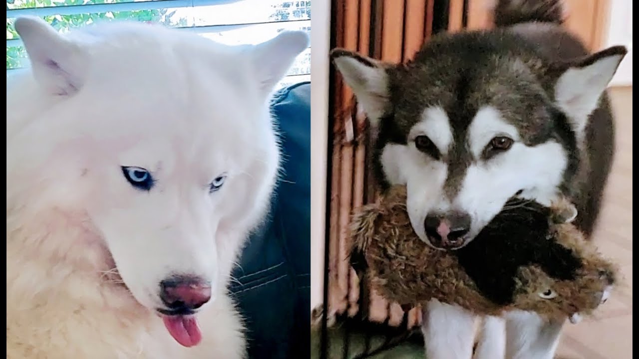 Malamute Teases Hoarding Husky | He Steals Her Baby & Runs