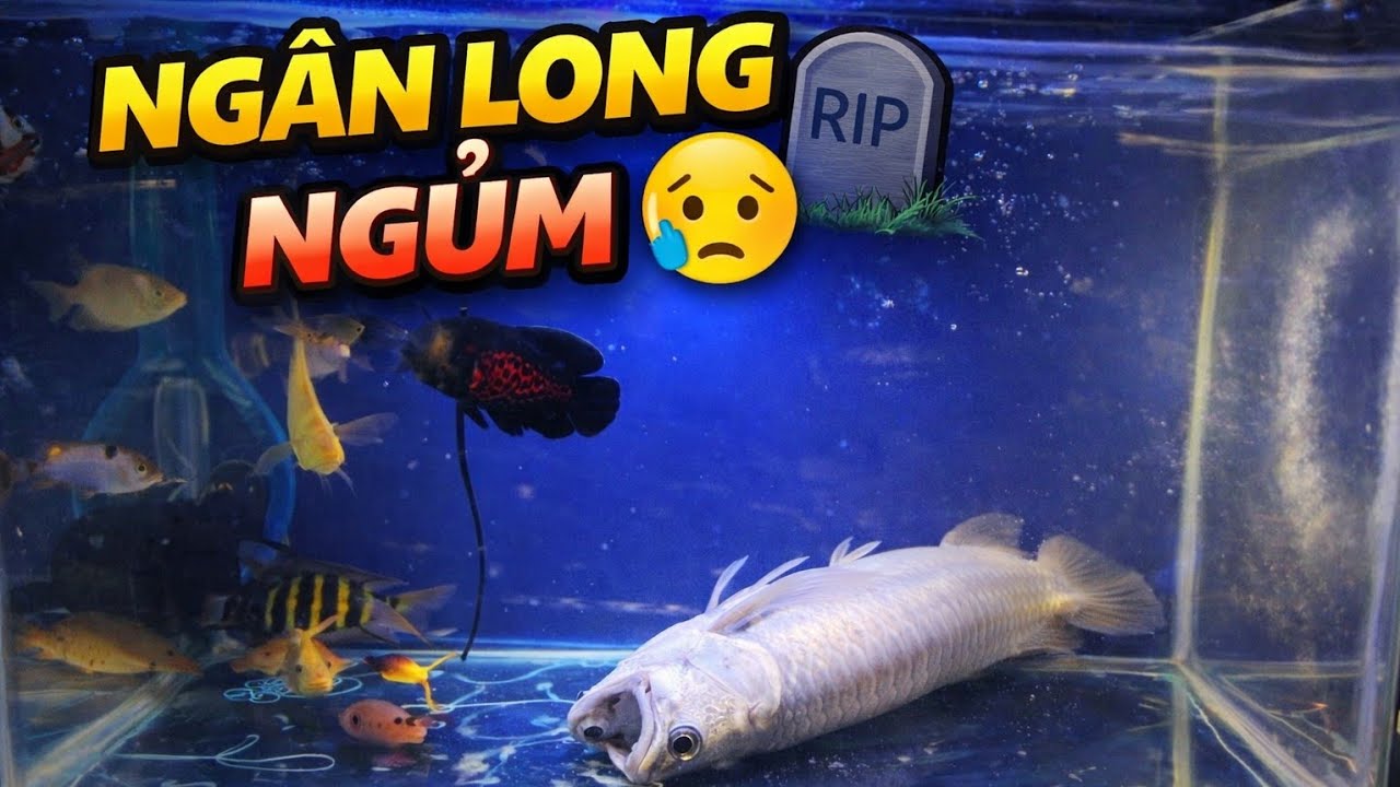 Một ngày không vui: cho cá ăn tép thì thấy ngân long gặp chuyện