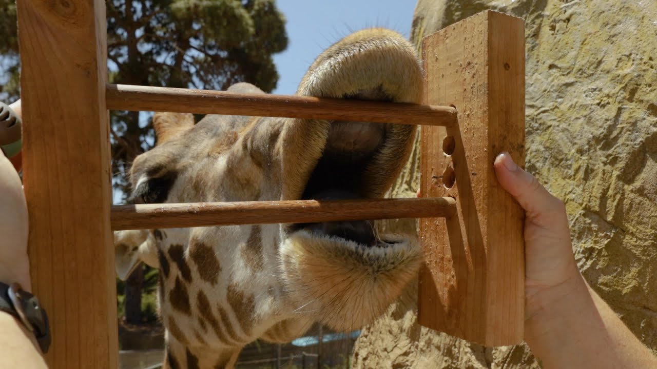 Masai Giraffe | Open Mouth Behavior Training