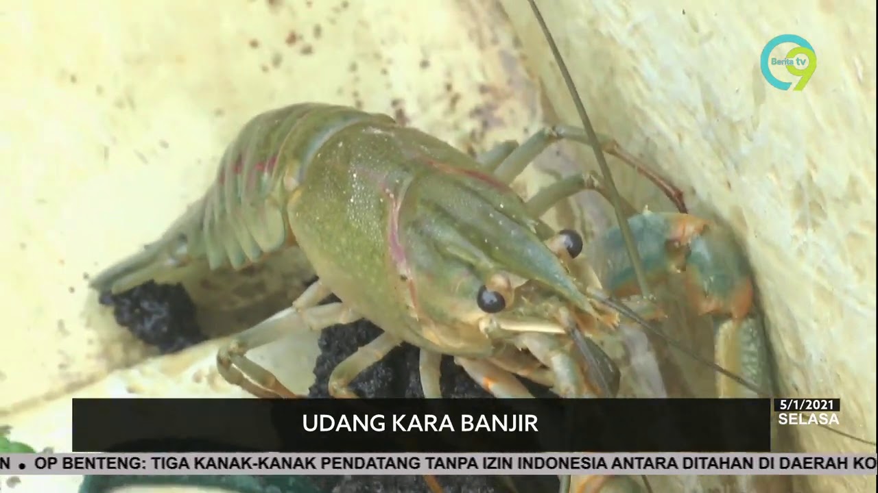 Pesta Udang Kara Banjir