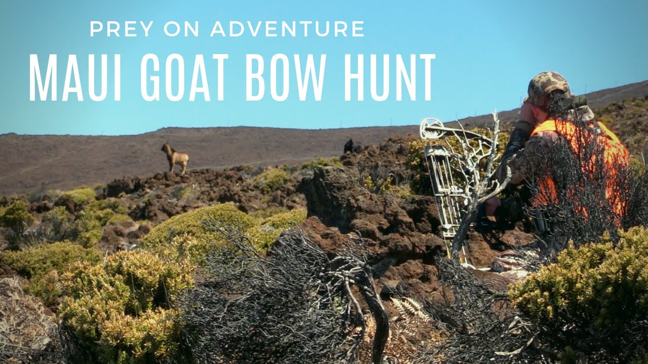 SUCCESSFUL DIY MAUI GOAT BOW HUNT FOR OUR HONEYMOON!