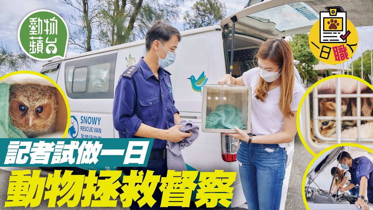 記者實試一日做愛協動物拯救督察！救野生貓頭鷹、蝙蝠 幼貓被困車頭引擎搜救全過程 #一日職人 #動物蘋台─果籽 香港 Apple Daily─原刊日期：20210602
