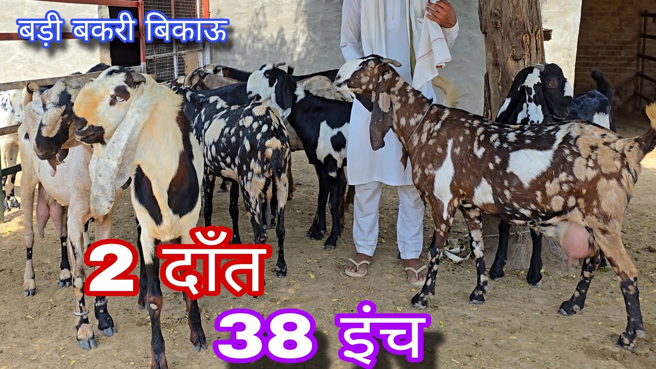 बड़ी बकरियां मिलती है इस फार्म पर top goat's for sale 