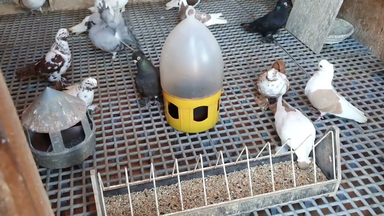 Gołębie ozdobne. Wizyta w gołębniku u Krótkodziobów.
