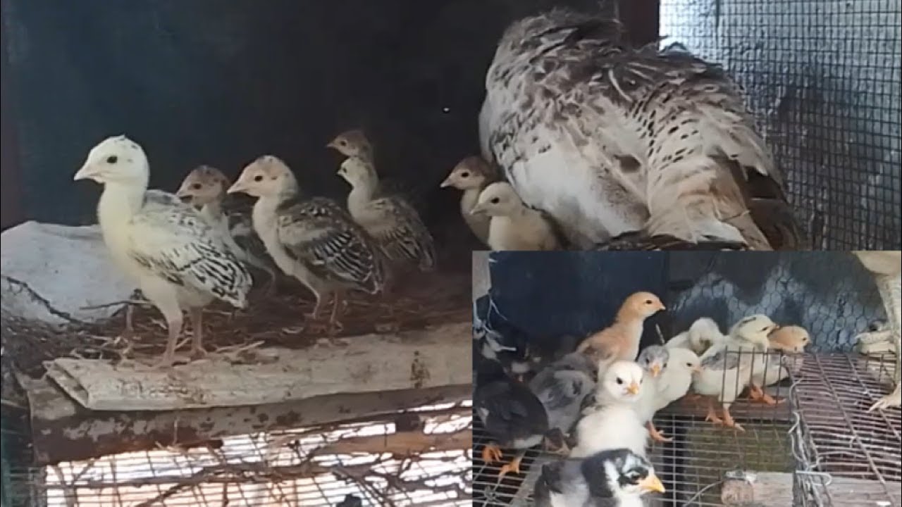 QUE ALIMENTO Y VITAMINA SE LE DEBE DAR  A PAVOS O GUAJOLOTES Y POLLITOS EN SUS PRIMEROS DÍAS