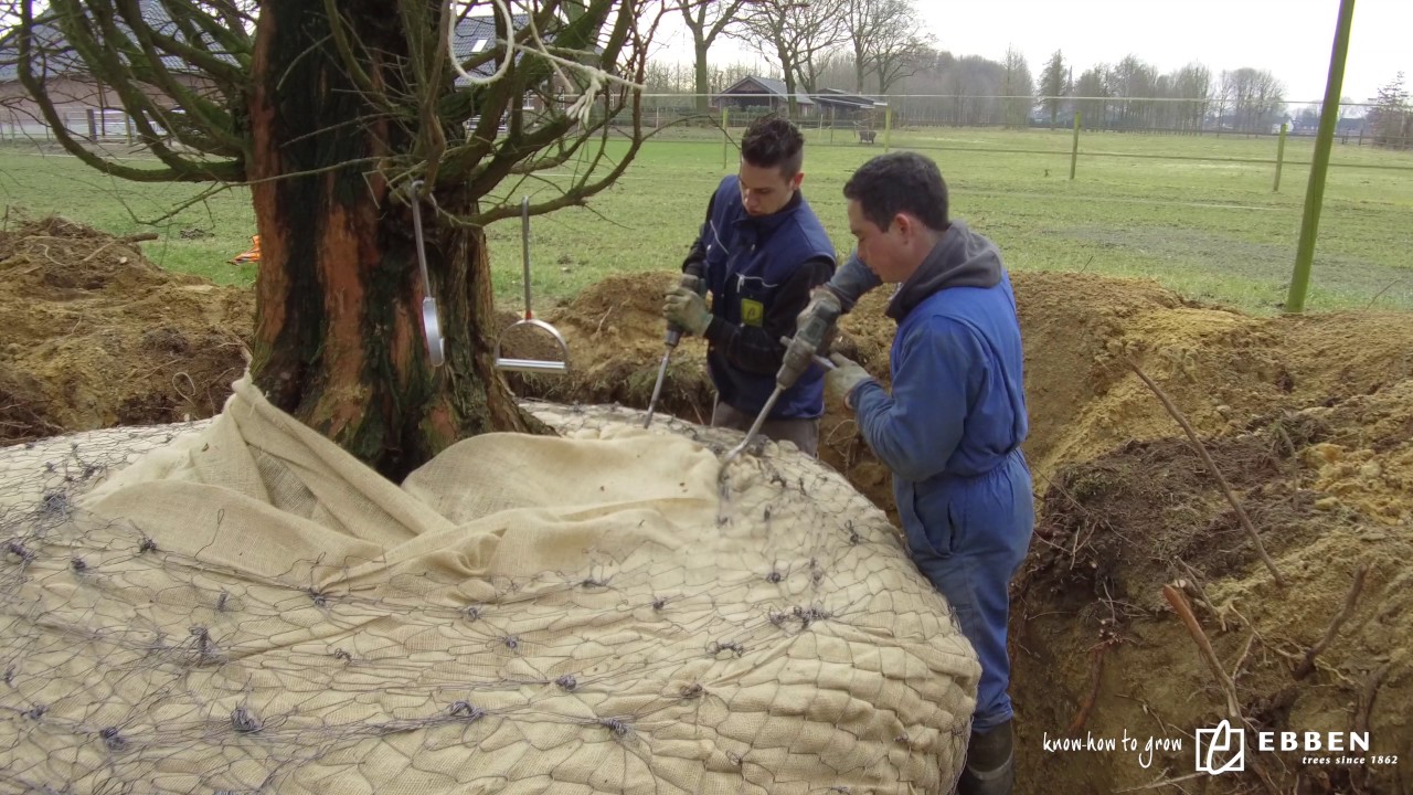 Rooien Metasequoia