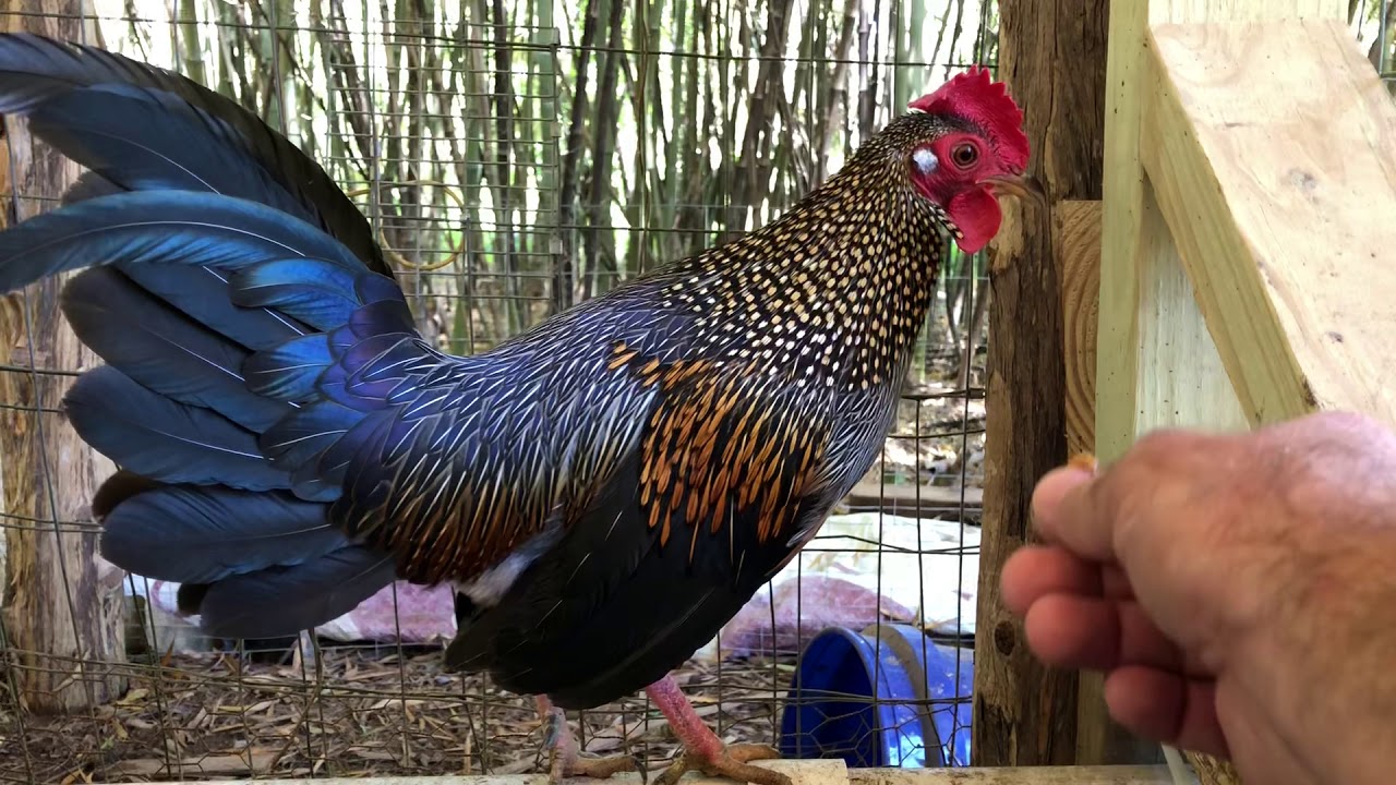 Grey Jungle Fowl fed by hand.
