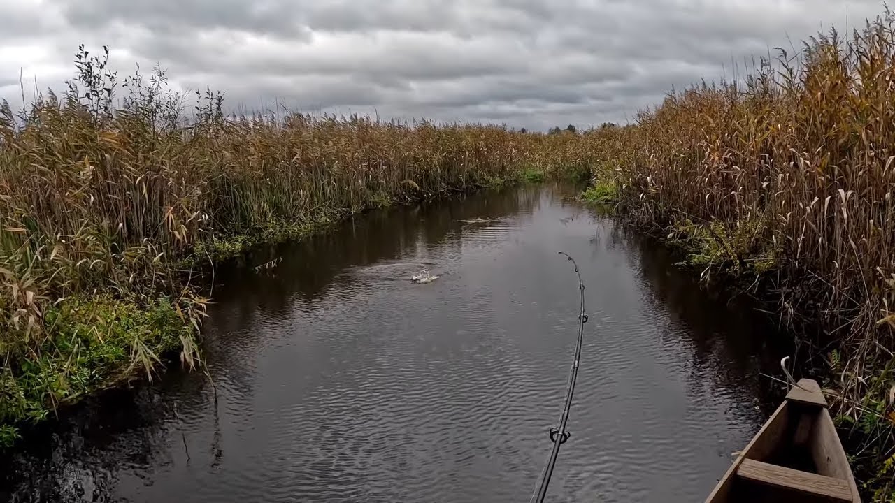 Осінній жор щуки на воблер річка Стохід