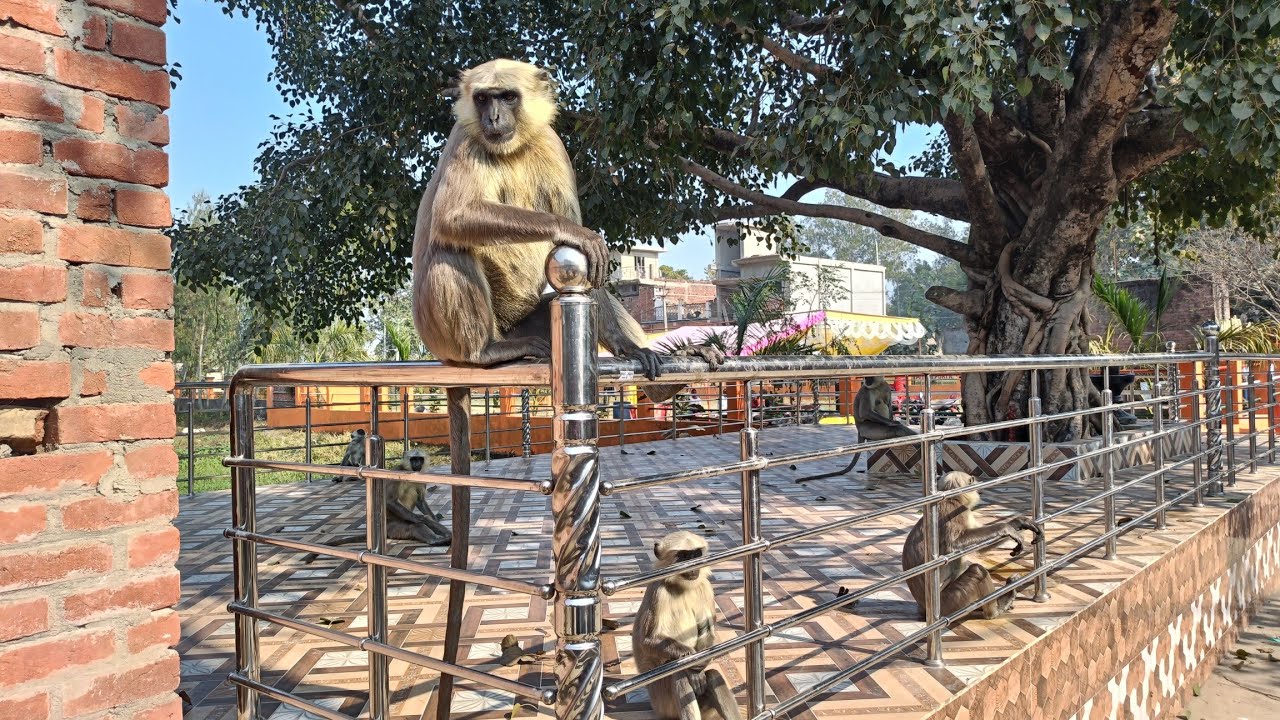 गांव म बंदर आ गया 🐒 जंगल का बंदर