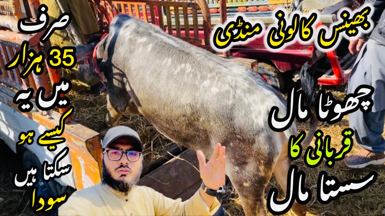 Bhains Colony Mandi Karachi Cattle Rates Update❤️ || 29 January 2026 || Cow Mandi 2026 💫