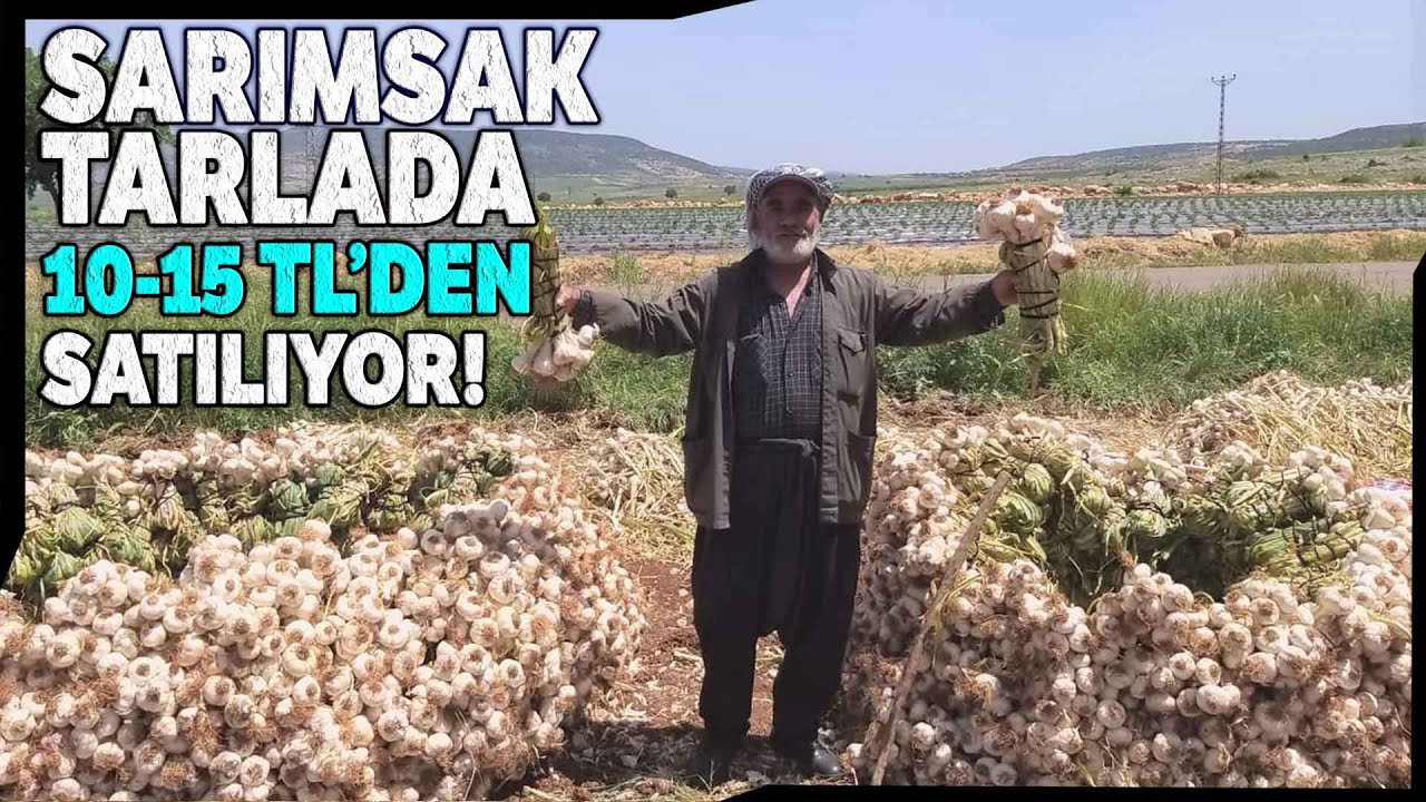Kahramanmaraş'ta Sarımsak (Beyaz Altın) Hasadı Başladı