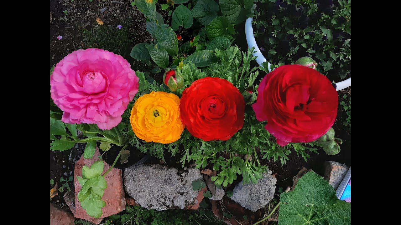 Cuidados de las Marimoñas / Ranunculus asiaticus / Ranúnculos / Marimonias / Francesilla