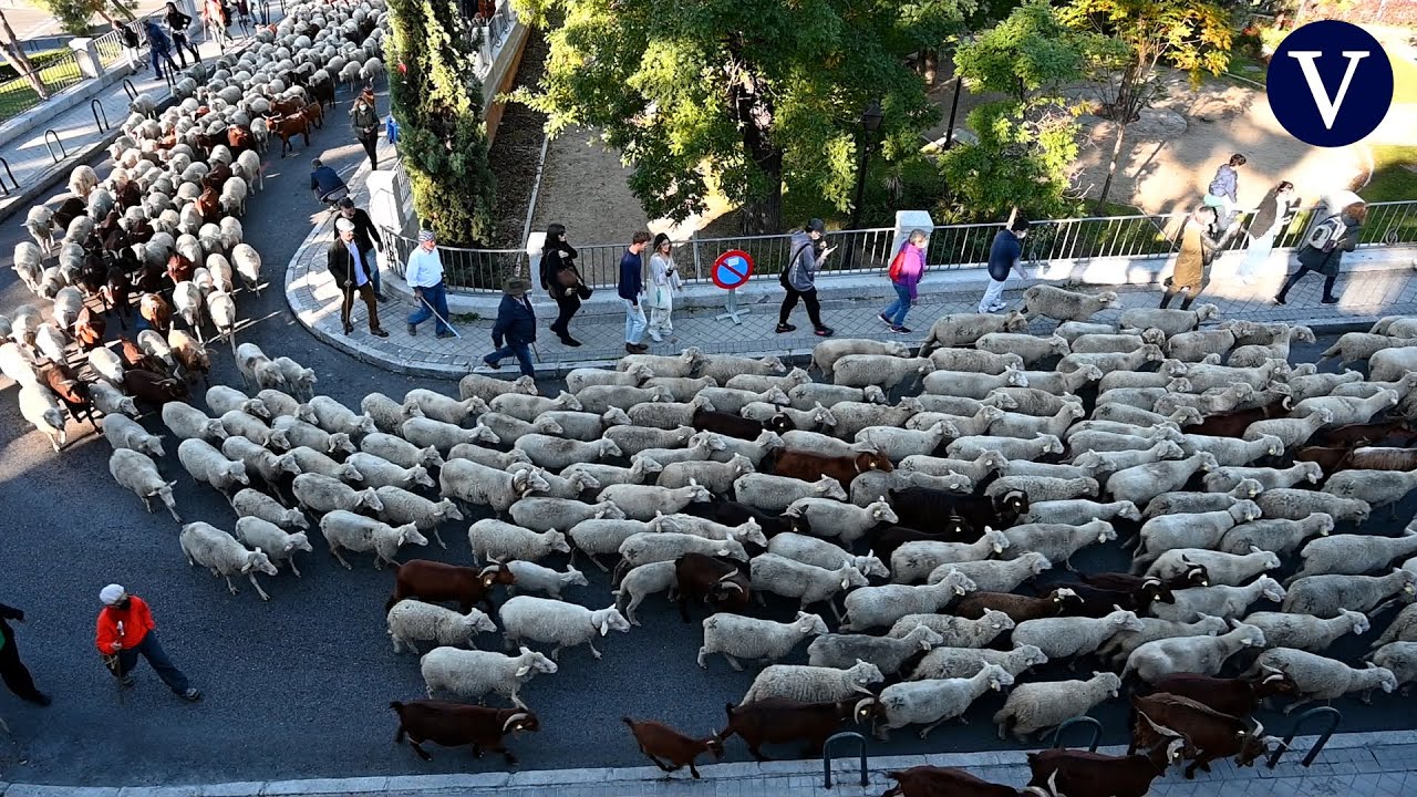 Mil ovejas y cien cabras cruzan el centro de Madrid